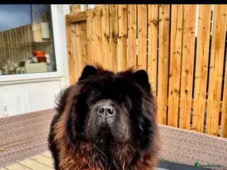 Chow Chow dogs 2 year old male chow chow - Advert 4