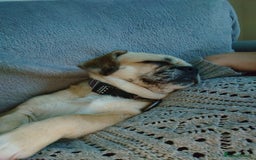 Puggle dogs for adoption: 💖🐶LOLA 2 -affectionate & sweet PugxFrenchie🐶💖 - Image 9