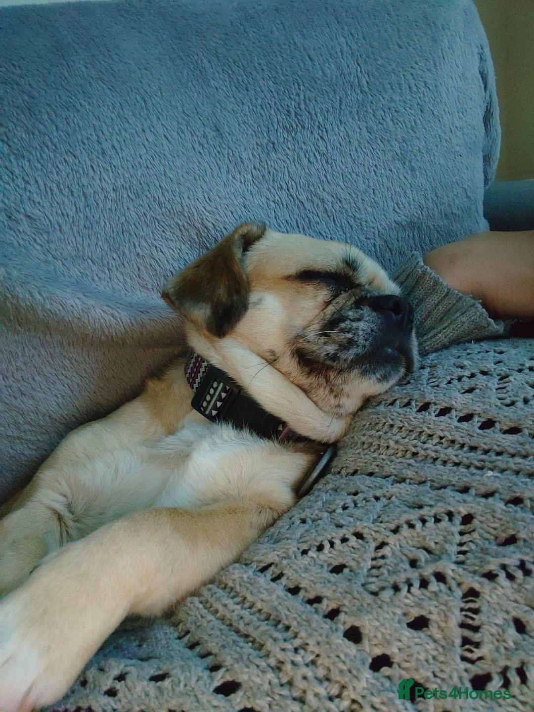 Puggle dogs for adoption: 💖🐶LOLA 2 -affectionate & sweet PugxFrenchie🐶💖 - Image 9