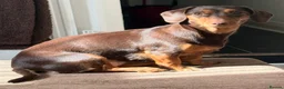 Dachshund dogs for sale: Adult dachshund female  in Barnet - Advert 2