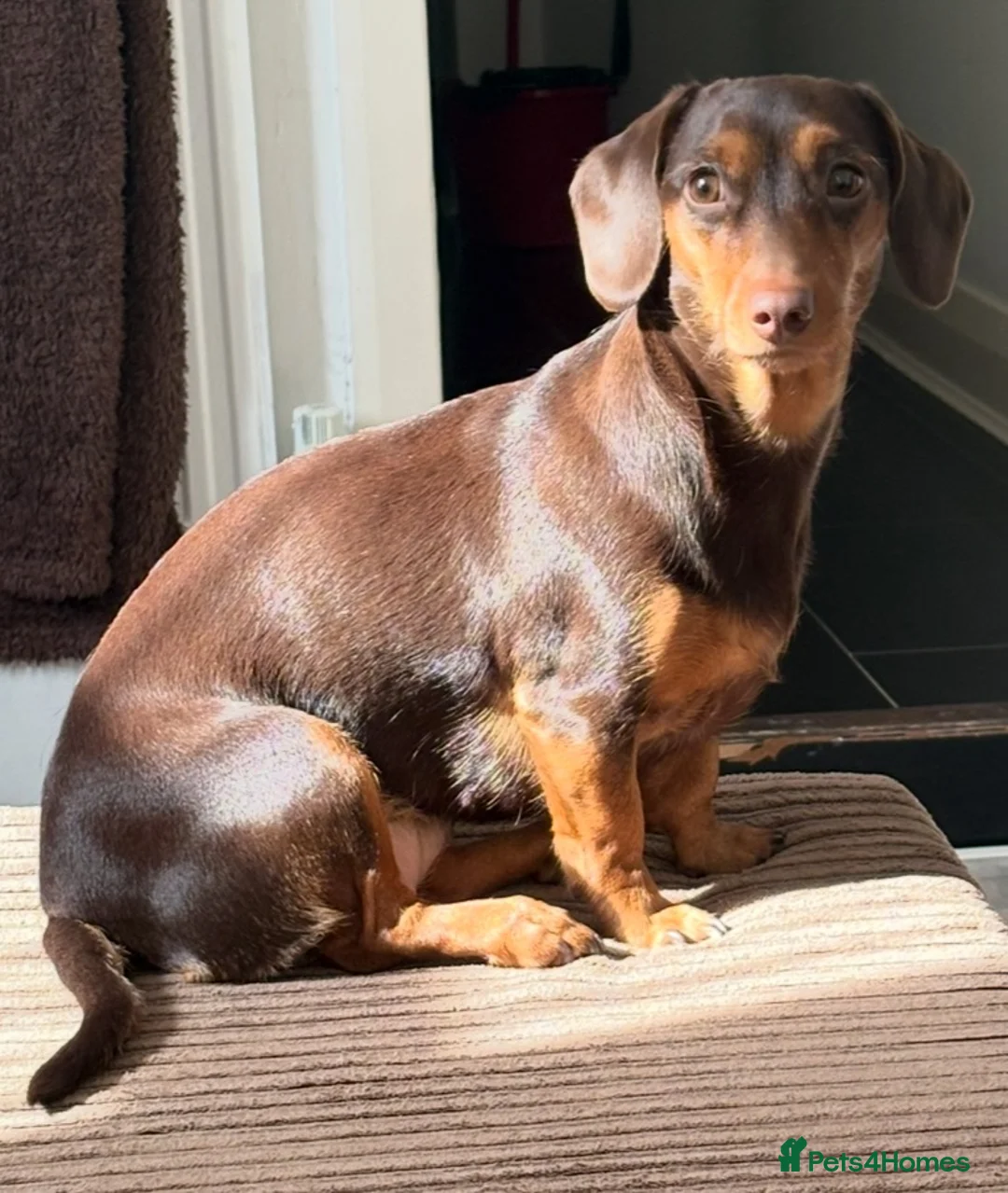 Dachshund dogs for sale: Adult dachshund female  in Barnet - Advert 2