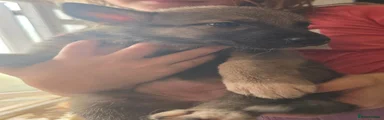 Bark-182