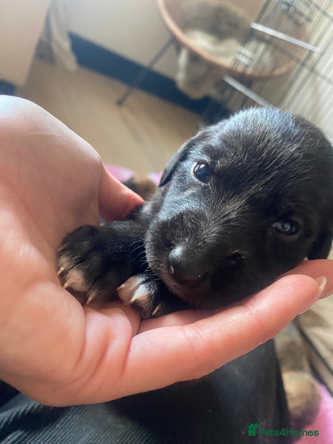 Mixed Breed dogs for sale: Bedlington Whippet cross puppies - Image 13