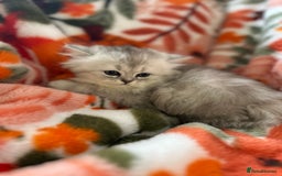 Scottish Fold cats for sale: Now Taking Reservations Scottish Straight  - Image 20