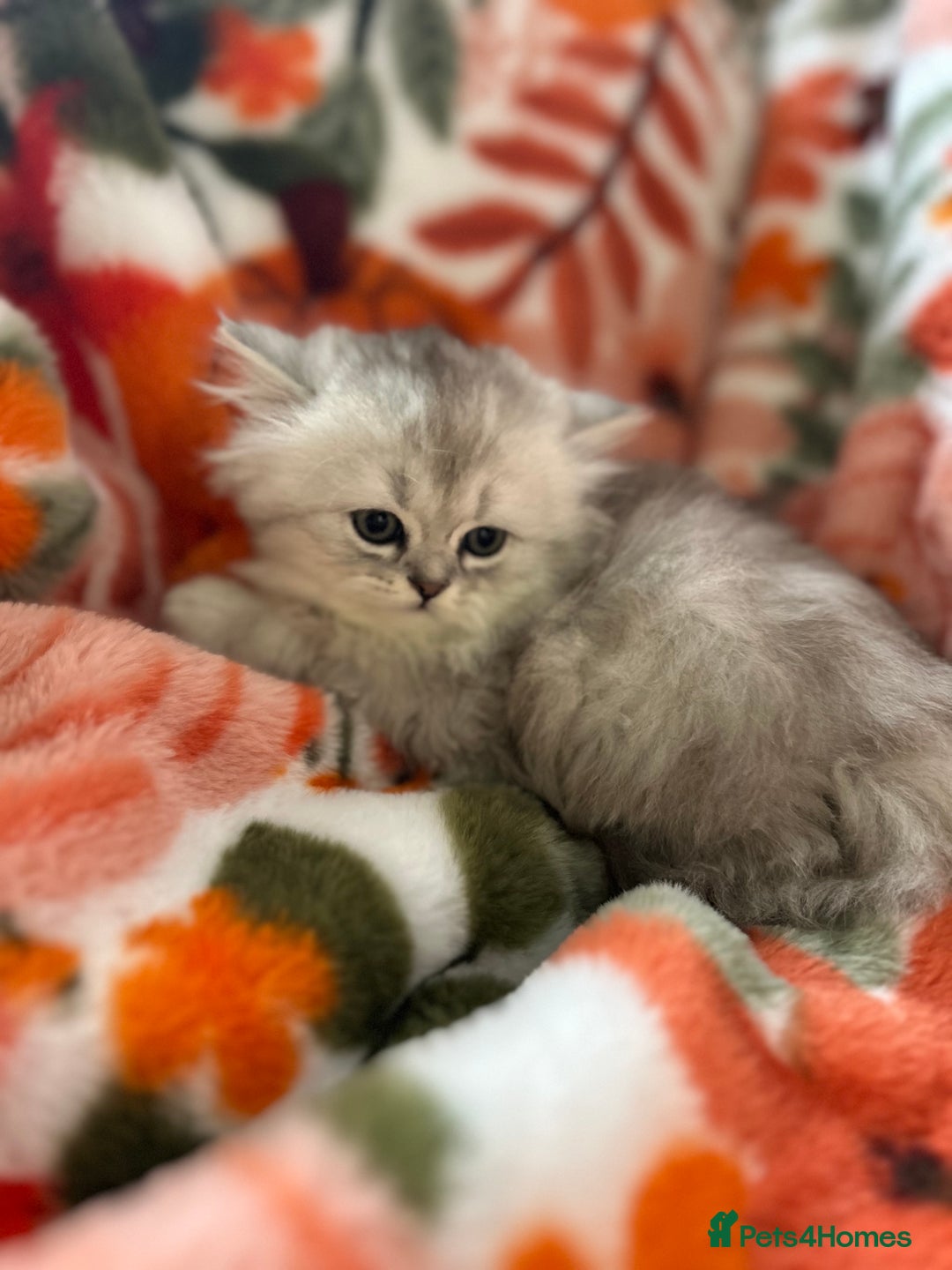 Scottish Fold cats for sale: Now Taking Reservations Scottish Straight  - Image 20