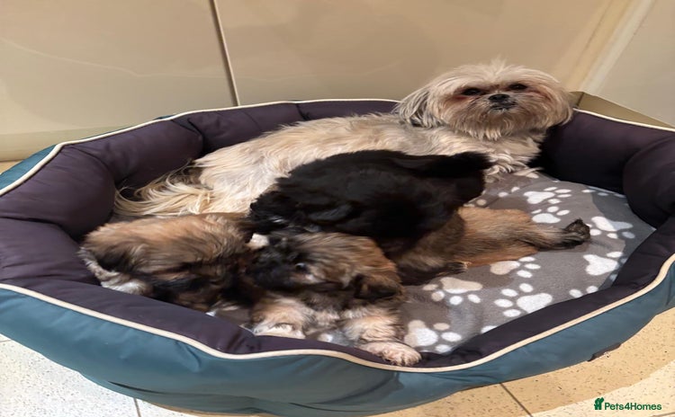 Lhasa Apso dogs Pedigree full bred Lhasa apso puppies - Advert 2