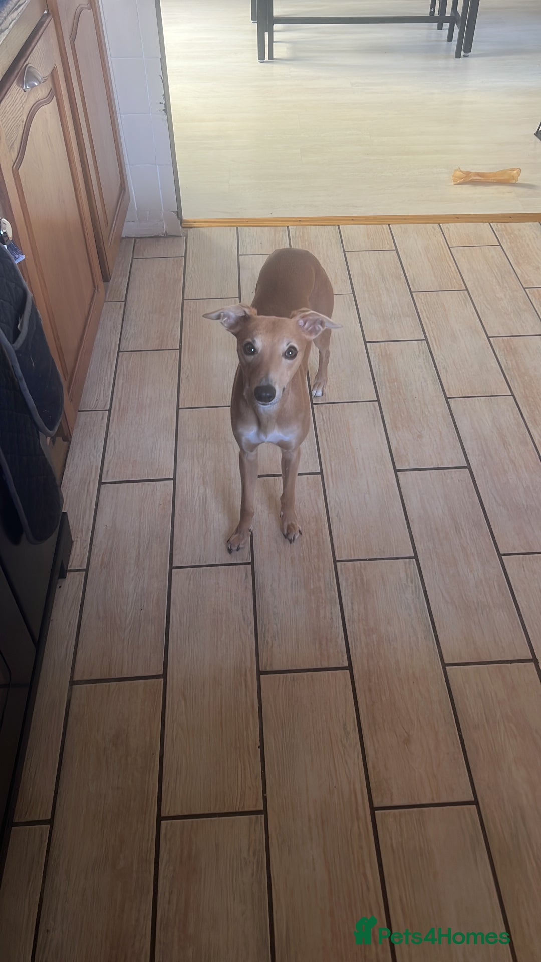 Whippet dogs for stud: Petite Male Whippet to Stud  - Advert 9