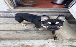 French Bulldog dogs for stud: Chocolate Tan french bulldog Burtie in Sevenoaks - Image 10