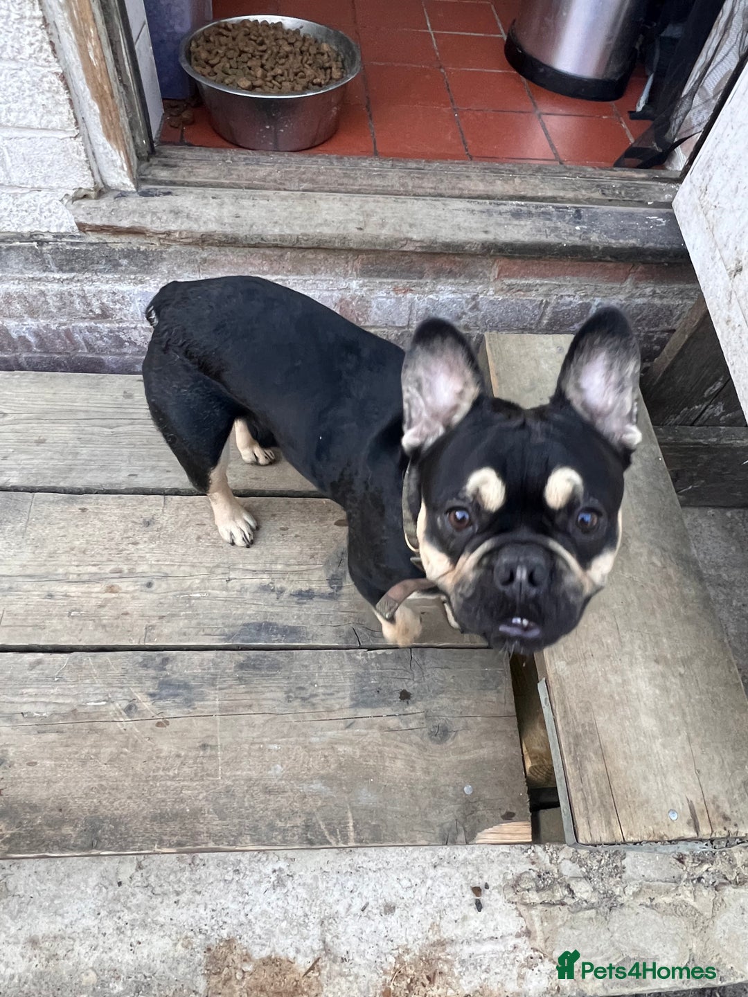 French Bulldog dogs for stud: Chocolate Tan french bulldog Burtie in Sevenoaks - Image 10