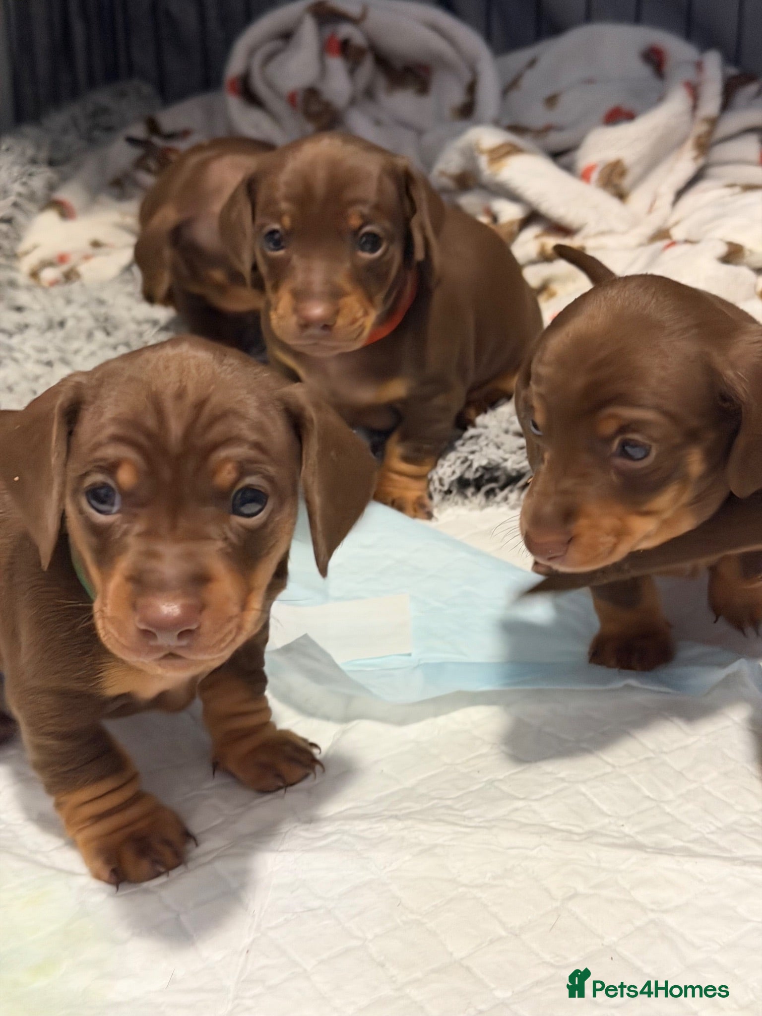 Dachshund dogs 5 beautiful pups - Advert 1