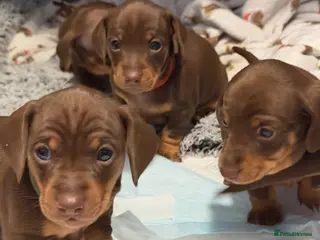 Dachshund dogs 5 beautiful pups - Advert 1