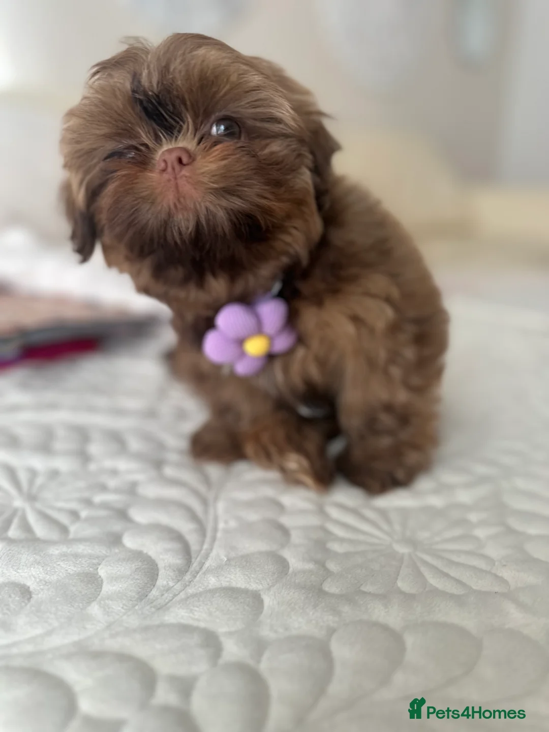 Shih Tzu dogs for sale: Stunning Karashishi Shih tzus - Advert 25