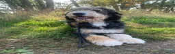 Bernedoodle dogs for sale: Black Bernedoodle Boy 1250 - Advert 3