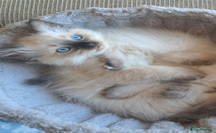 Ragdoll cats - Advert 1