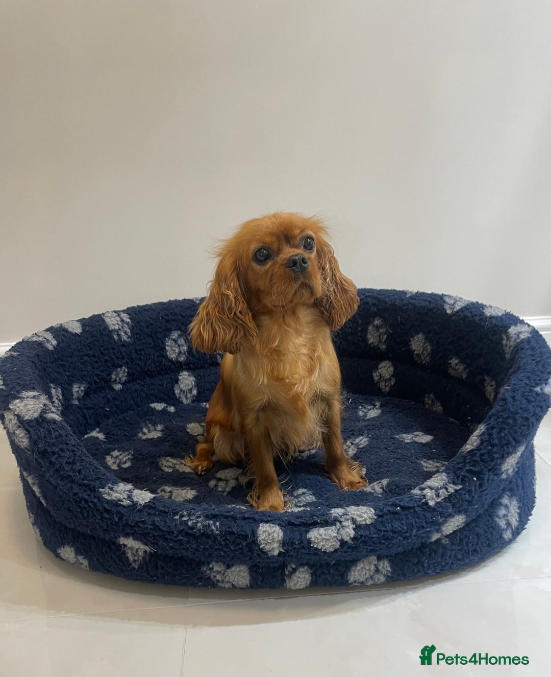 Cavalier King Charles Spaniel dogs for sale: Cavalier King Charles  - Image 12