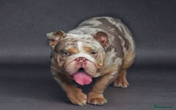 English Bulldog dogs for stud: Up for stud £200  - Advert 6
