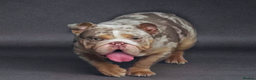 English Bulldog dogs for stud: Up for stud £200  - Advert 6