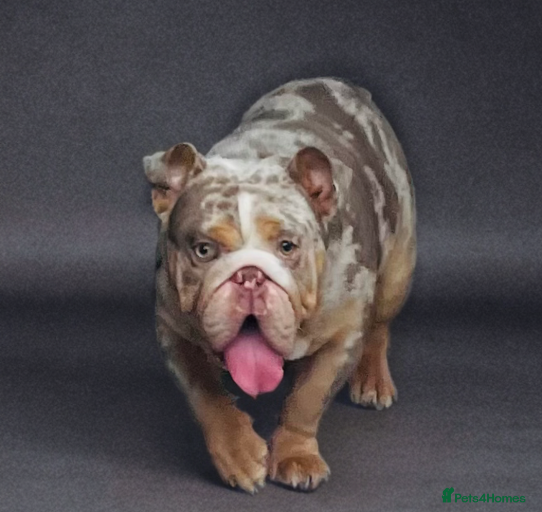 English Bulldog dogs for stud: Up for stud £200  - Advert 6