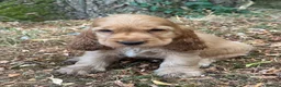 Cocker Spaniel dogs for sale: KC REGISTERED 100% SHOWTYPE HEALTH TESTED PARENTS - Advert 14