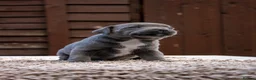 Staffordshire Bull Terrier dogs for sale: Amazing Staffordshire bull terrier litter!  in Welwyn Garden City - Advert 28