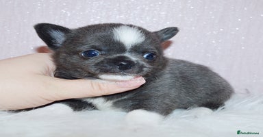 Chihuahua dogs - Advert 16