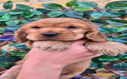 Cocker Spaniel dogs for sale: SUPERB SHOW TYPE COCKER SPANIEL PUPPIES  - Image 1