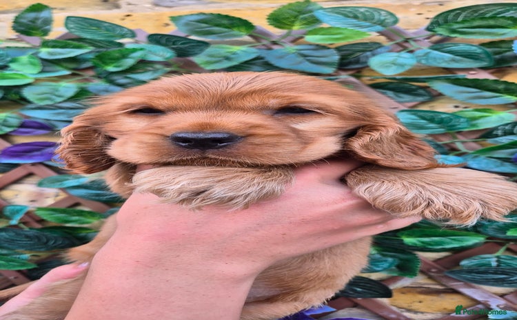 Cocker Spaniel dogs - Advert 2