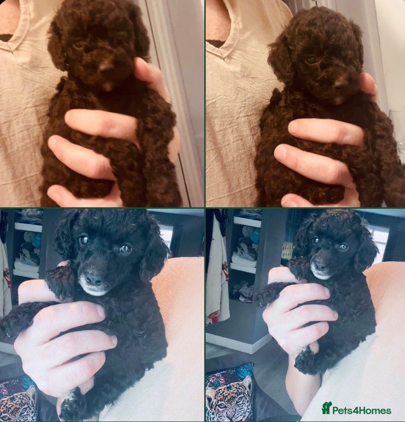 Miniature Poodle dogs for sale: Beautiful miniature poodle puppies  - Advert 1