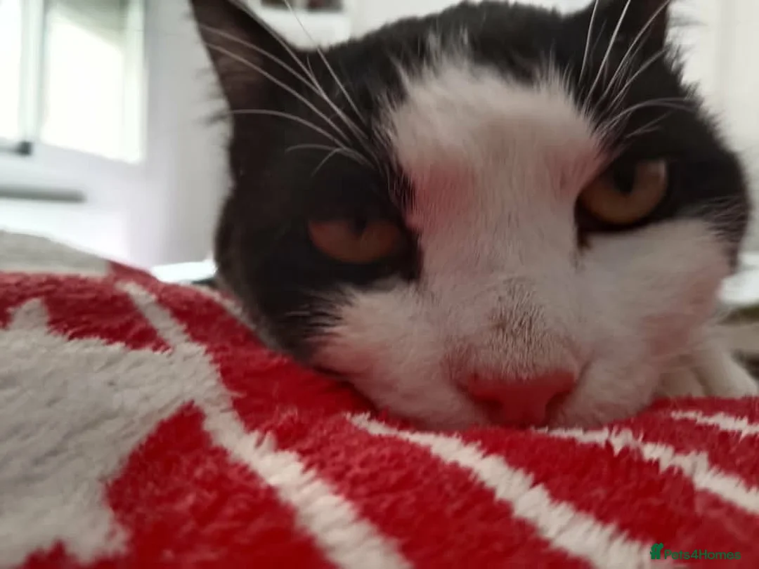 Domestic Shorthair cats for sale: Adorable Jake - Advert 2