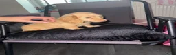 Miniature Dachshund dogs for sale: Long haired miniature dachshunds  in Manchester - Advert 5