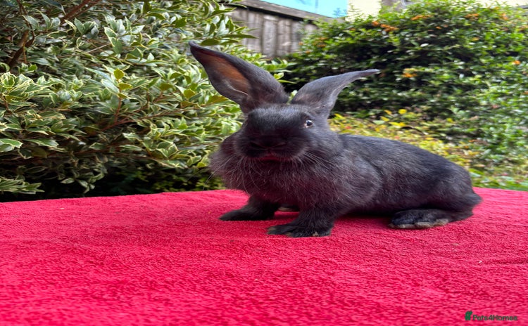Continental Giant rabbits - Advert 15