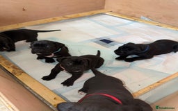 Cane Corso dogs for sale: CANE CORSO. FULL PEDIGREE. CHAMPION BLOODLINE. - Image 6