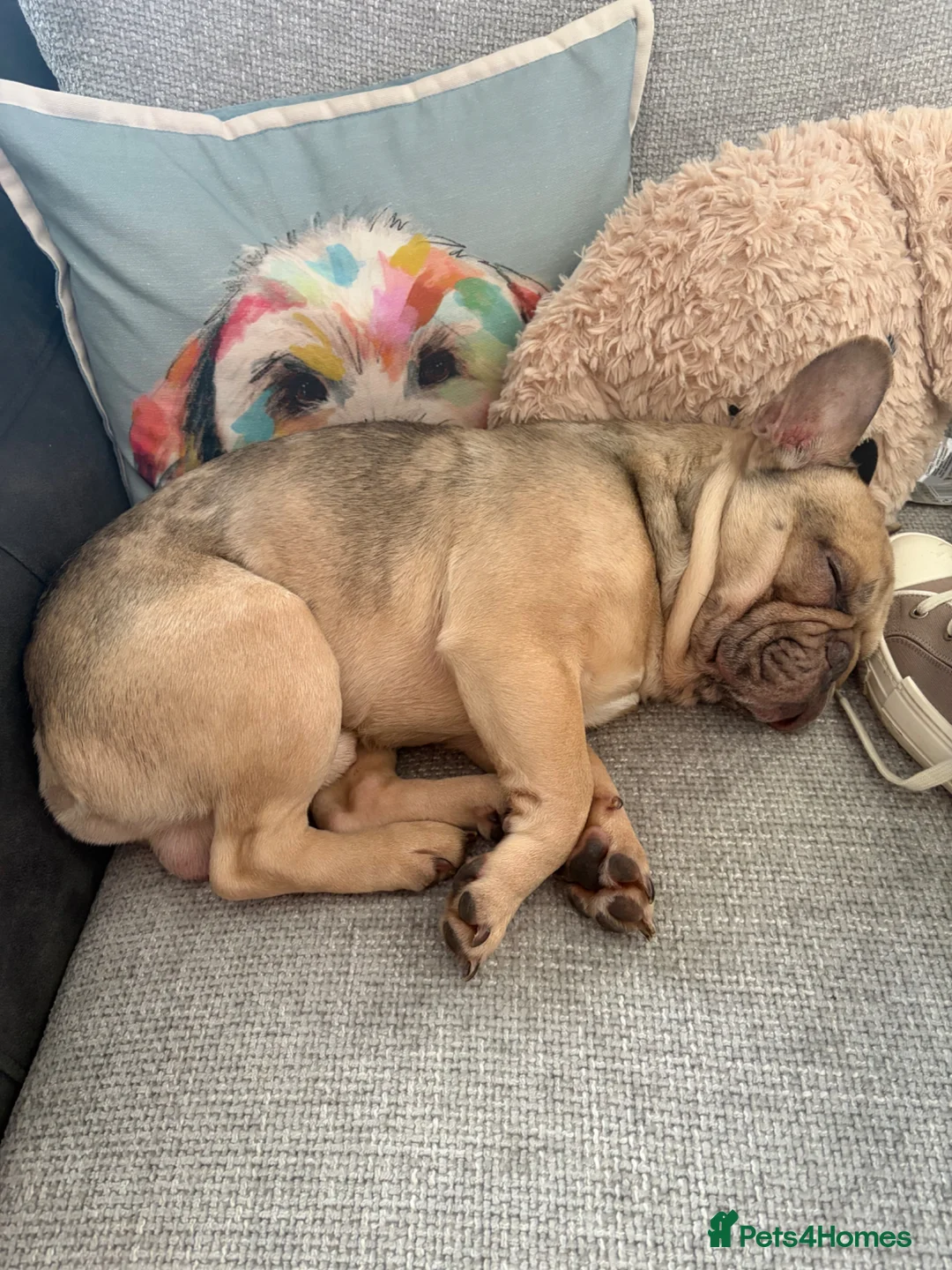 French Bulldog dogs for sale: Beautiful Bleu the French Bulldog - Advert 2