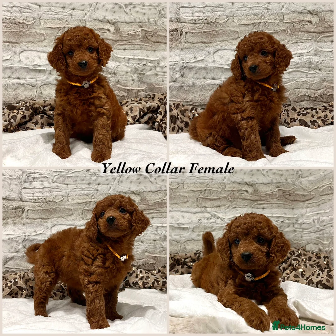 Cockapoo dogs for sale: *Just 2 Puppies Remaining* Stunning Red Cockapoos - Advert 3