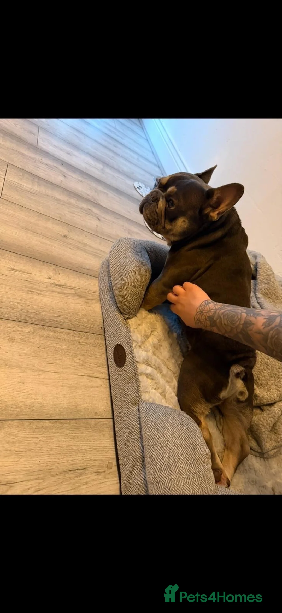 French Bulldog dogs for sale: Sunny  in Newcastle upon Tyne - Advert 1
