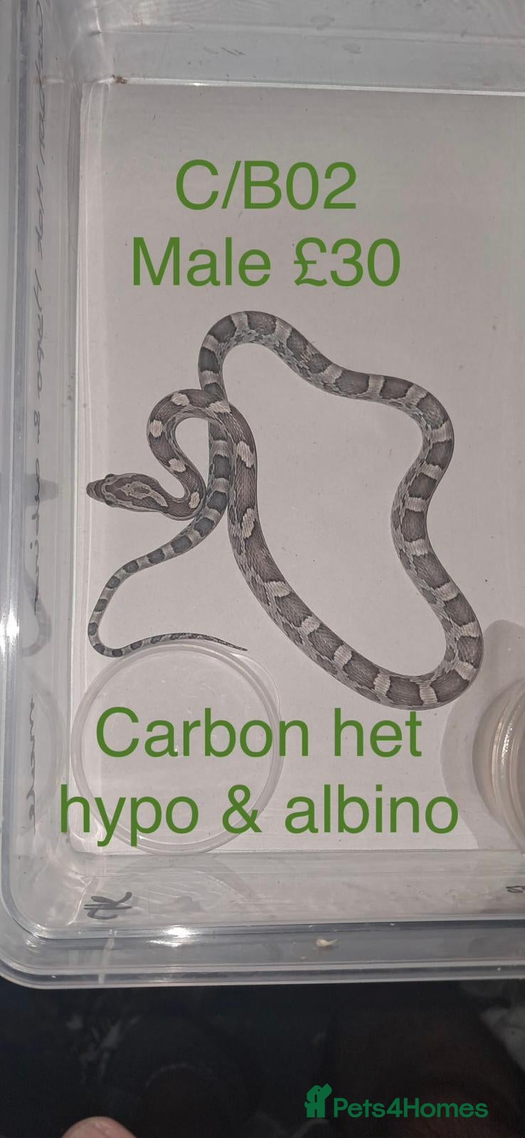 Corn Snake reptiles Baby corn snakes  - Advert 16