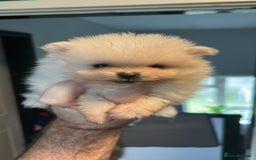 Pomeranian dogs for sale: 3 tiny girls ready now*price reduced £2000 - Advert 18