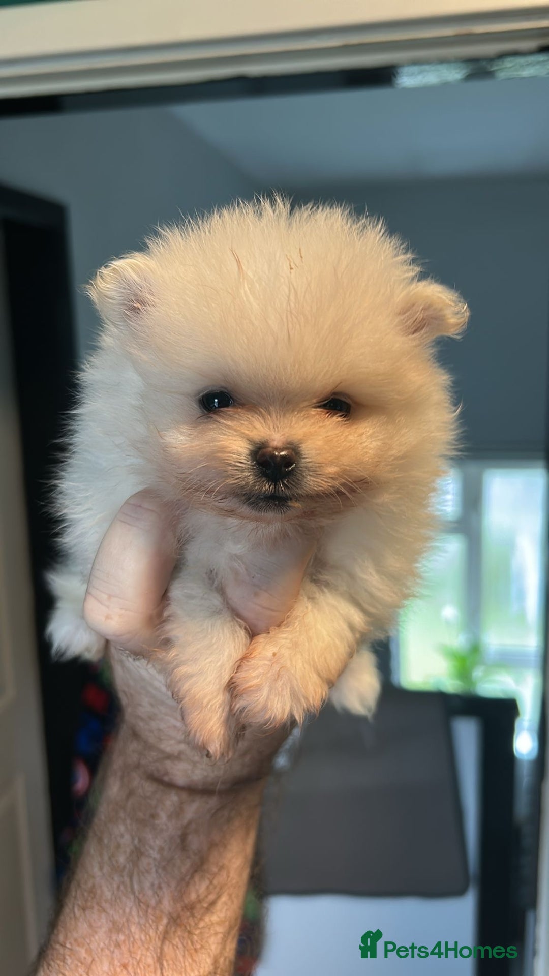 Pomeranian dogs for sale: 3 tiny girls ready now*price reduced £2000 - Advert 18