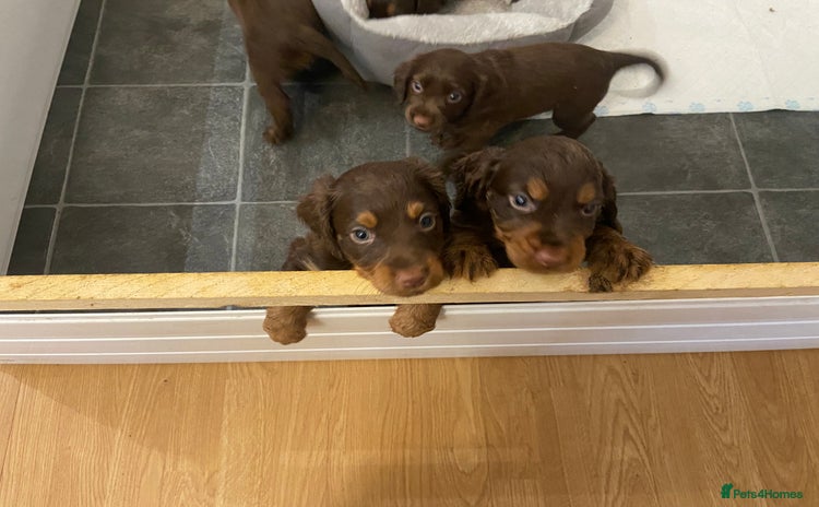 Cocker Spaniel dogs - Advert 7