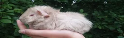 Guinea Pig rodents for sale: baby guinea pigs for sale - Advert 7