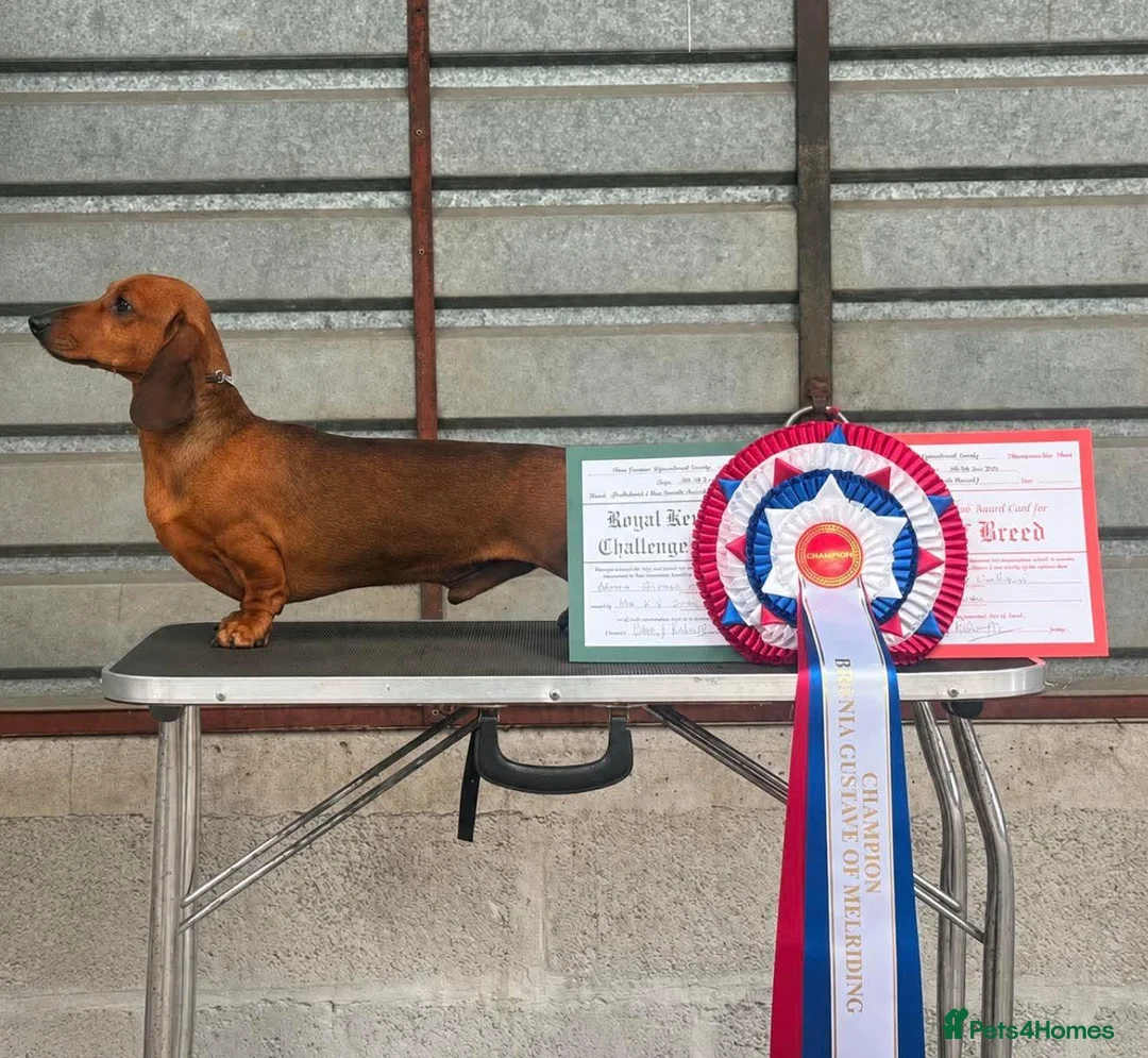 Miniature Dachshund dogs for sale: Champion Sired Mini Smooth Dachshund Puppies - Advert 1