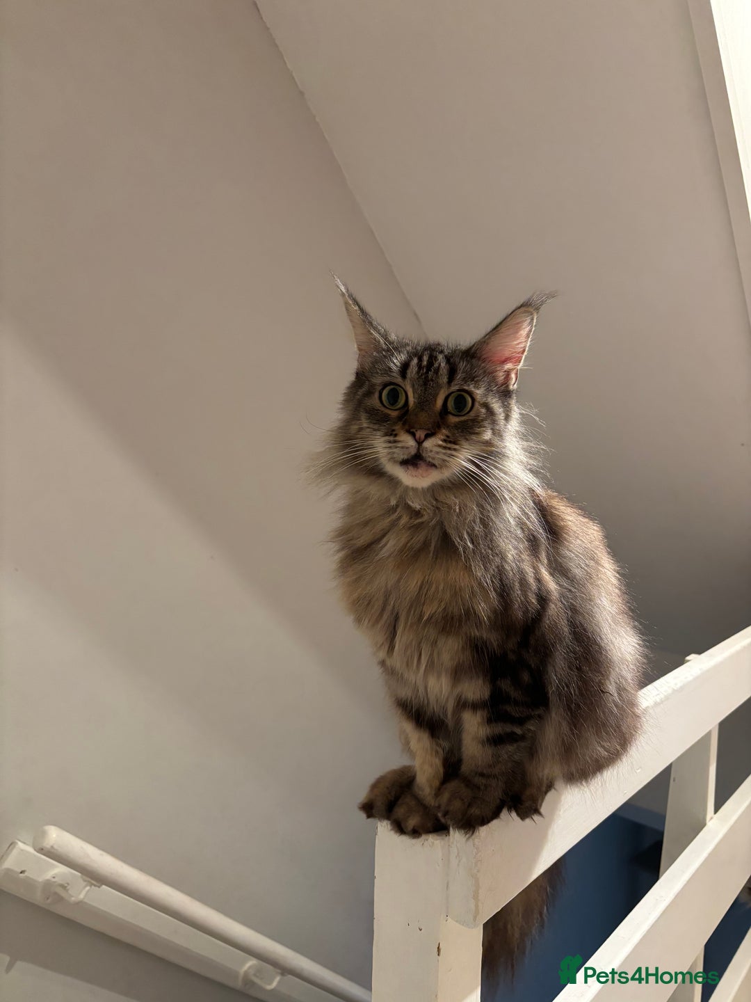 Maine Coon cats for sale: Sweet mainecoon female for sale - Image 3