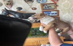 English Bull Terrier dogs for sale:  English bull terrier puppies  - Image 7