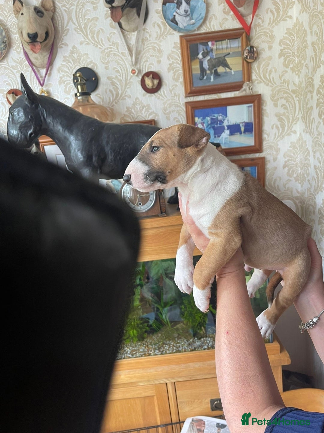 English Bull Terrier dogs for sale:  English bull terrier puppies  - Image 7