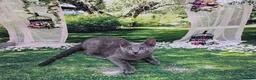 Russian Blue cats for sale: GCCF Registered Russian Blue Kittens - Advert 35