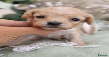 Cavapoo dogs - Advert 10