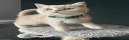 British Shorthair cats for sale: Cream pure  British Shorthair kittens in Portree - Advert 6