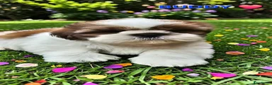 Shih Tzu Puppy 3