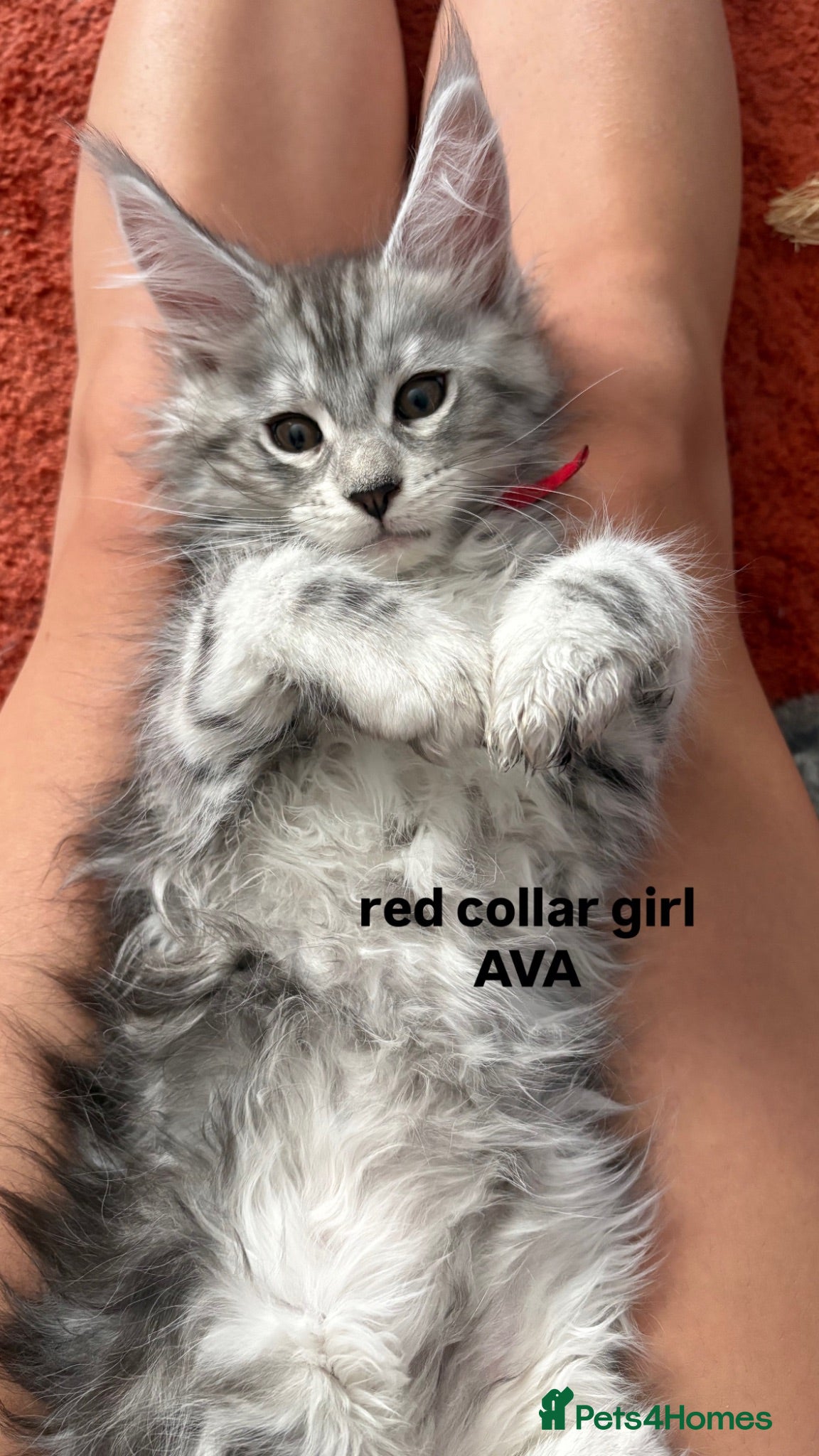 Maine Coon cats Gorgeous TICA Registered Maine Coon Kittens - Advert 10
