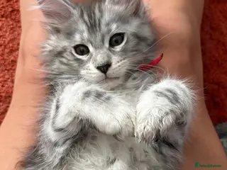 Maine Coon cats Gorgeous TICA Registered Maine Coon Kittens - Advert 10